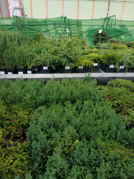 西花蓟花在花园中心。植物苗圃。花店的装饰盆栽。垂直照片的温室与杜嘉和绿色的叶子。户外美丽的低矮的绿色灌木图片下载