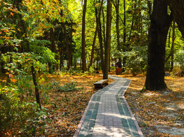 铺路石在秋天明亮的森林里图片下载