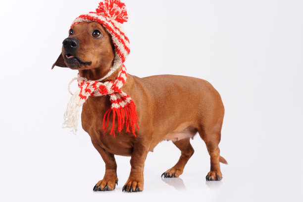 戴着帽子和围巾的腊肠狗图片下载