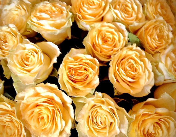 黄玫瑰图片下载