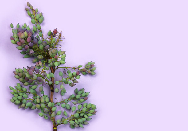 毛茛属植物的特殊浆果和叶子在紫色或紫色的背景与复制空间为您自己的文本。图片下载