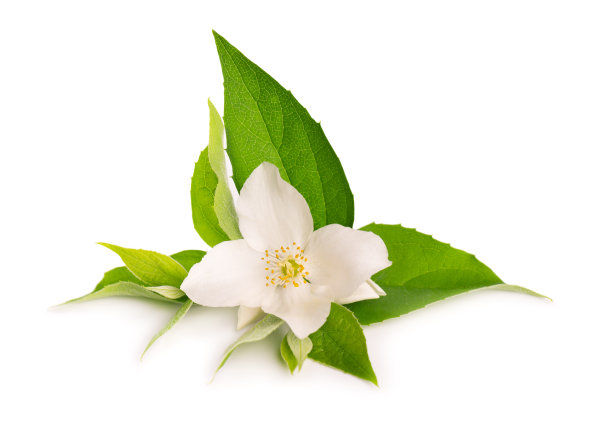 茉莉花孤立在白色背景上。茉莉花分支。图片下载