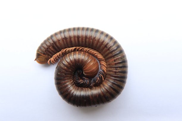 Milipede蜷缩起来了。图片下载