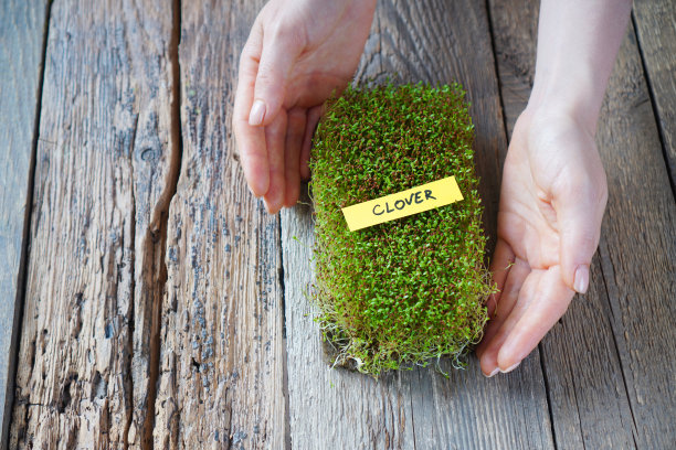 微绿色的三叶草芽在女性的手中，在一个木制的背景，复制空间图片下载