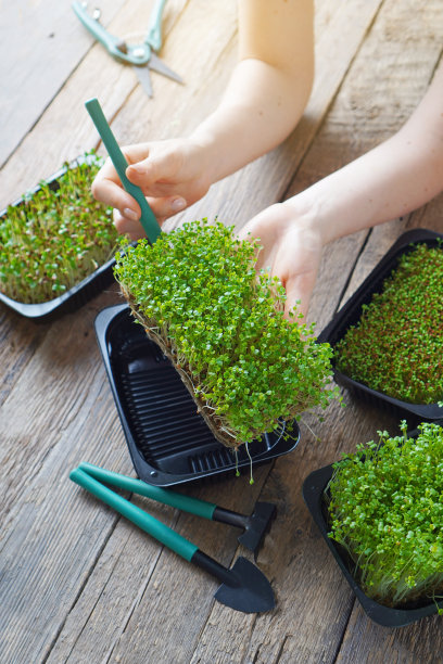 在。女孩把微绿放进托盘里。图片下载