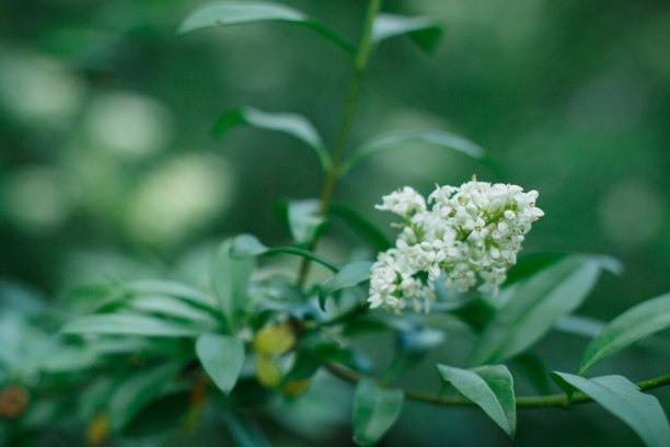在绿色的自然背景上的树枝上的花朵图片下载
