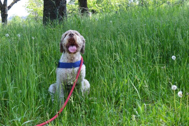 罗马诺洛的拉托画像图片下载