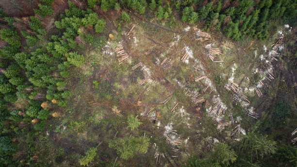 砍伐树木，森林枯梢病，风暴破坏，鸟瞰图图片下载