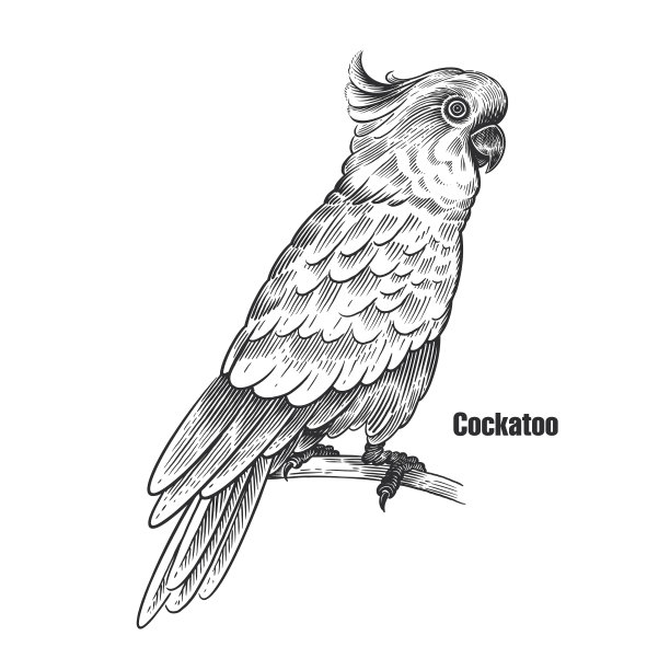 鹦鹉鹦鹉。白色背景上的一只鸟的黑色素描。图片下载