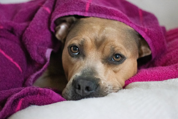 用毛巾包裹的斗牛梗素材图片