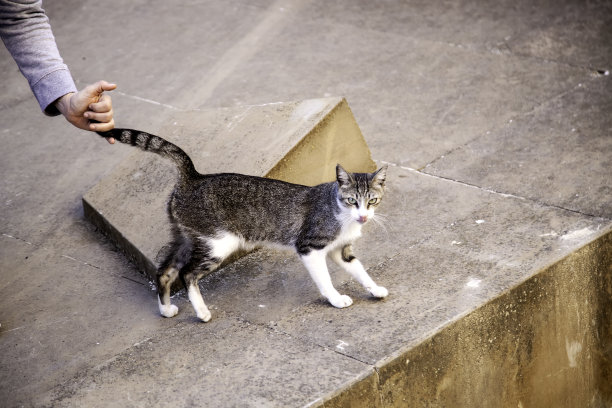 抚摸流浪猫图片下载