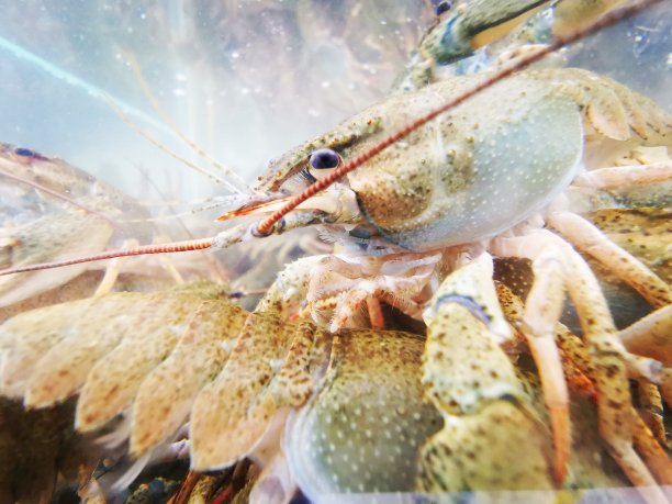 动物癌症图片下载