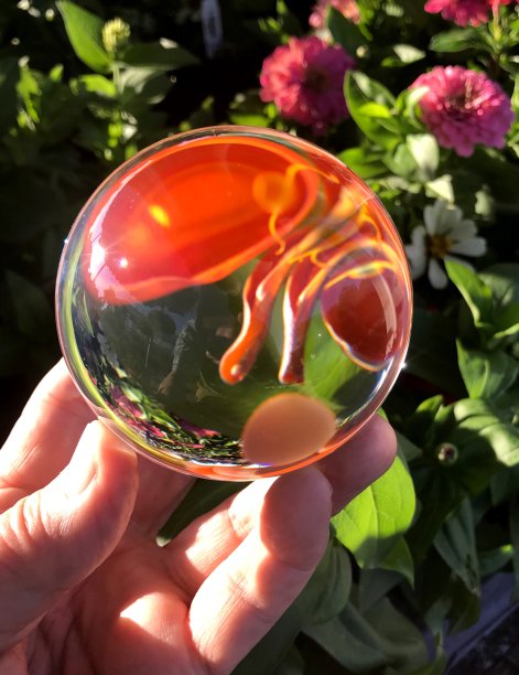 透过水晶球看:橙色金鱼草图片下载