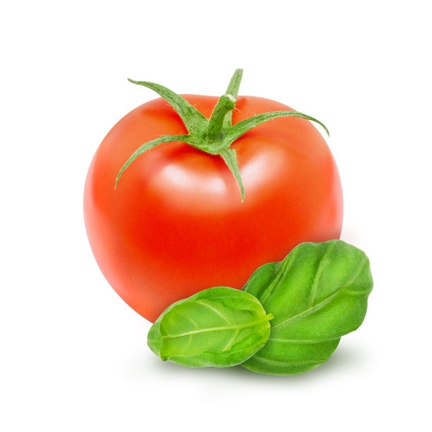 白色背景上分离出绿叶罗勒的新鲜番茄。图片下载