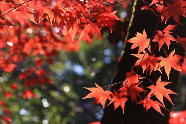 特写照片的日本枫树与红色的秋天的叶子图片下载