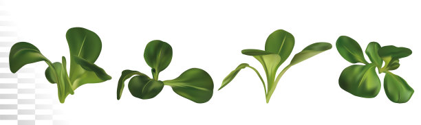 3d现实的羊肉生菜在白色的背景图片下载