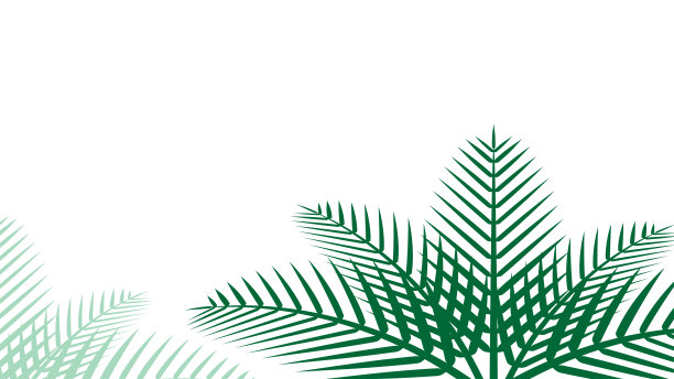 椰子叶简单为背景，插图椰子叶，棕榈茎和复制空间和孤立在白色，椰子叶绿色软为壁纸图片下载