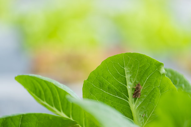 园艺背景下菜田黑胶盖菜床莴苣叶上的昆虫图片下载