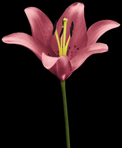 花粉红色的百合孤立在黑色的背景上。特写镜头。花蕾在绿色的茎上。大自然。图片下载
