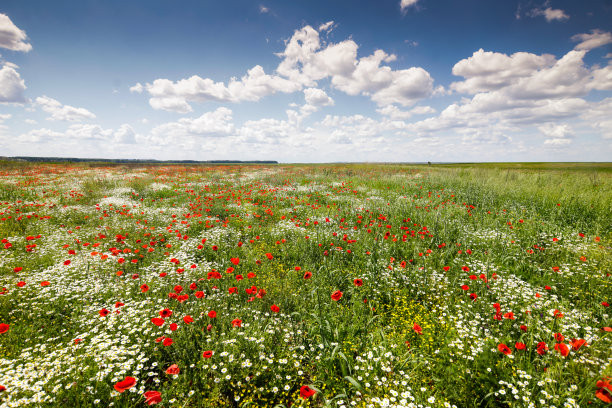 在一个阳光明媚的夏日，红色的罂粟花在长满野花的绿色田野里。图片下载