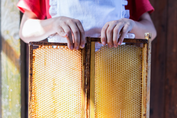 孩子在面前放了两个空蜂巢，蜂巢是准备放进蜂巢里的图片下载