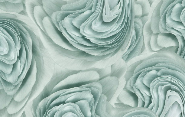 花浅绿松石背景..花瓣特写。大自然。图片下载