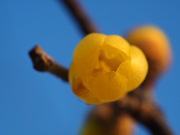 Chimonanthus praecox，日语叫Roubai图片下载
