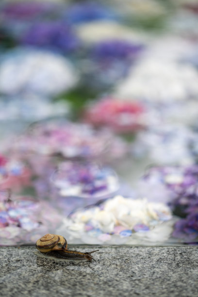 雨中拍摄的绣球花和蜗牛图片下载