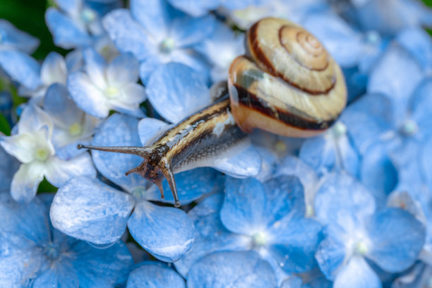 雨中拍摄的绣球花和蜗牛图片下载