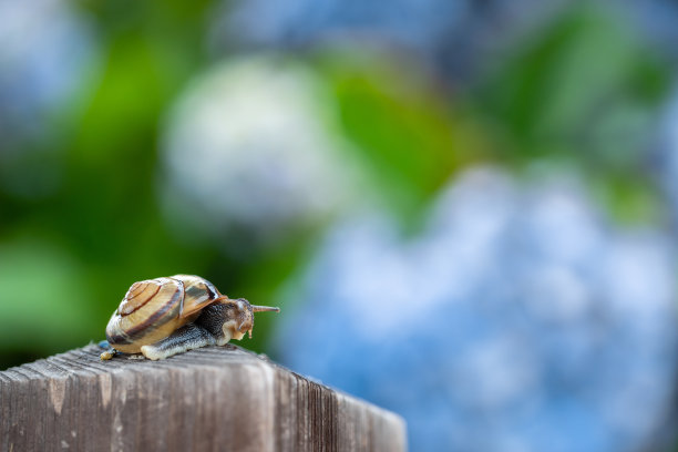 雨中拍摄的绣球花和蜗牛图片下载
