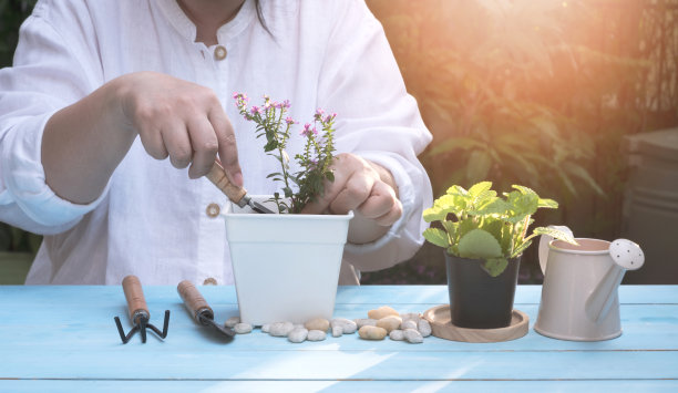中年妇女在家庭园艺区种植白色塑料花盆中的小盆栽素材图片