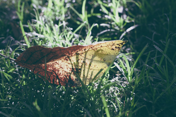 黄色落叶在绿草里。自然复古色调的照片。第一个标志的秋季概念。野生森林自然细节。旗帜或盖模板叶黄褪色。自然的抽象图片下载