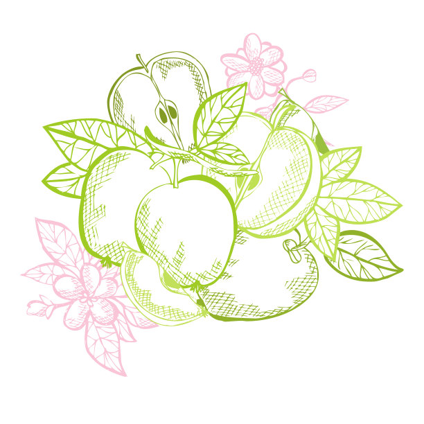手绘的水果图片下载