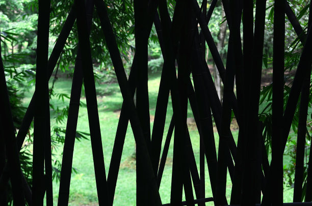 竹绿自然背景图片下载