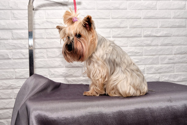 在狗理发前，一只约克夏犬坐在一张桌子上图片下载