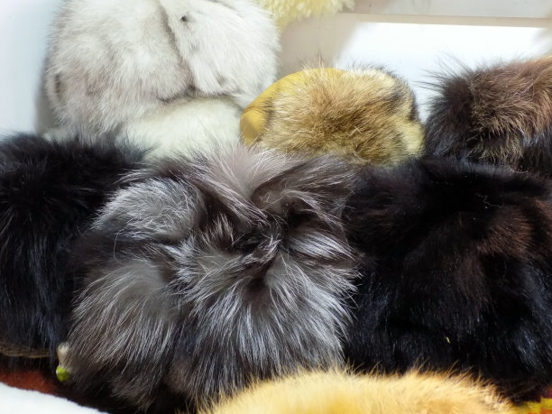 皮衣在商店里图片下载