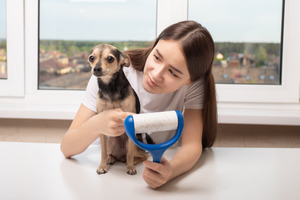 一只小狗看起来有罪，因为脱毛，脱发，毛发图片下载