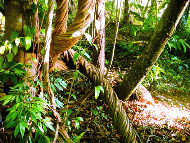 亚马逊雨林的观点。图片下载