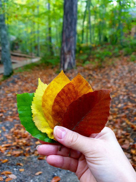 一个秋天景色。在一片名为yedigoller的森林里，一个女人拿着树叶，从绿色到橙色，似乎是季节和生命的循环。图片下载