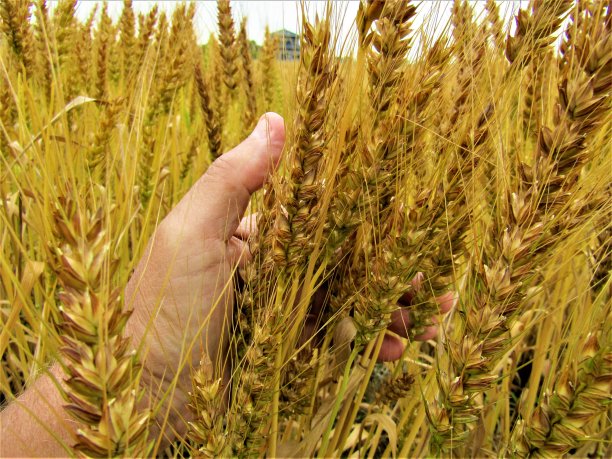 日本。5月底。那人的手拿着一颗成熟的小麦。图片下载