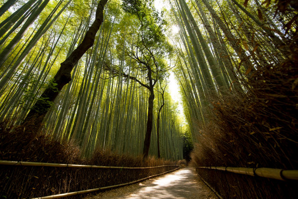 翠绿的竹林，翠绿的竹林图片下载
