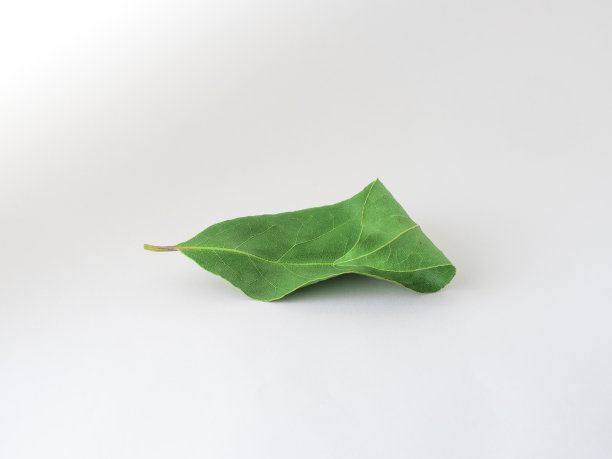 月桂叶孤立图片下载