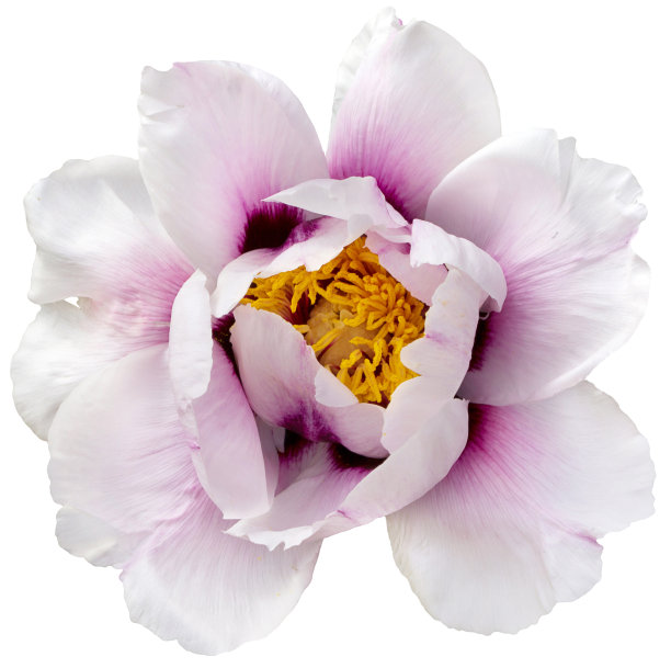 白色的具洋红色的杂交牡丹孤立在白色上图片下载