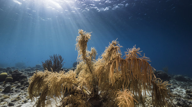 加勒比海珊瑚礁浅水海景/库拉索岛，有鱼，珊瑚，海绵，水面和阳光图片下载