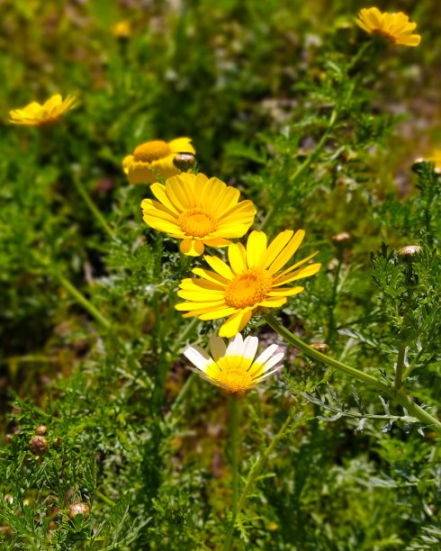 美丽的雏菊在绿色的花园里图片下载
