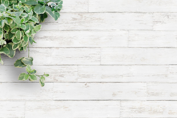 白色背景的木板和室内植物图片下载