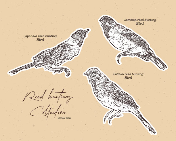 收藏彩旗鸟手绘素描图片下载