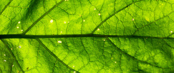 近距离观察绿叶纹理图片下载