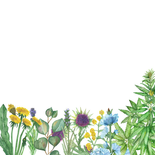 水彩手绘自然草本植物组成，以黄色蒲公英、艾草、紫色薰衣草、乳蓟、蓝色菊苣花、绿色大麻草、桉树枝与空间为文字图片下载