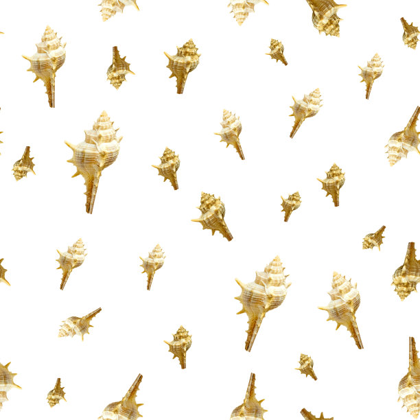 白色背景图案上的贝壳图片下载